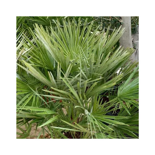 Palmier nain ou Chamaerops Humilis vert. Le pot de 40 litres
