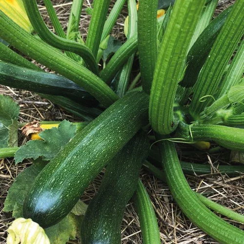 Courgette Verte Zodiac Bio. Le pot de 10,5 cm