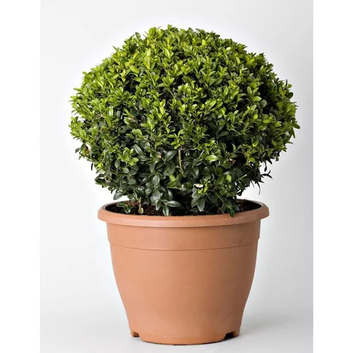 Buxus Sempervirens (Buis commun) 90 Boule en pot de 30 L vert