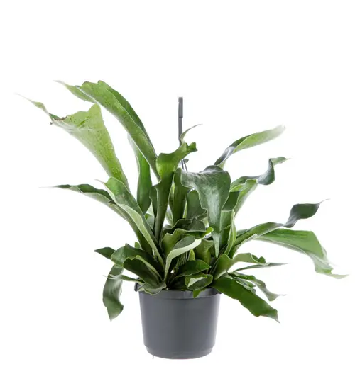 Fougère corne d’élan (Platycerium) vert. La suspension Ø 18 cm