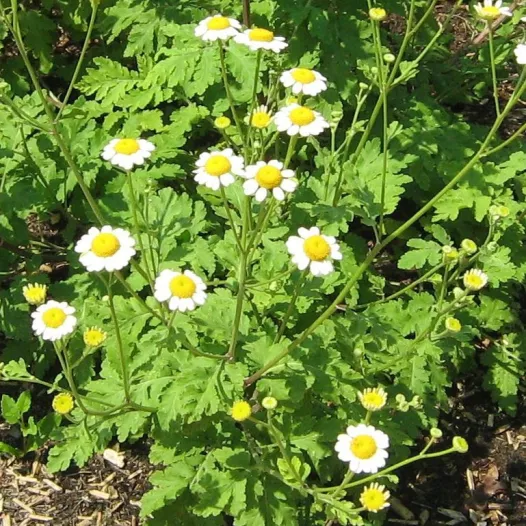 Grande Camomille | Aromatiques