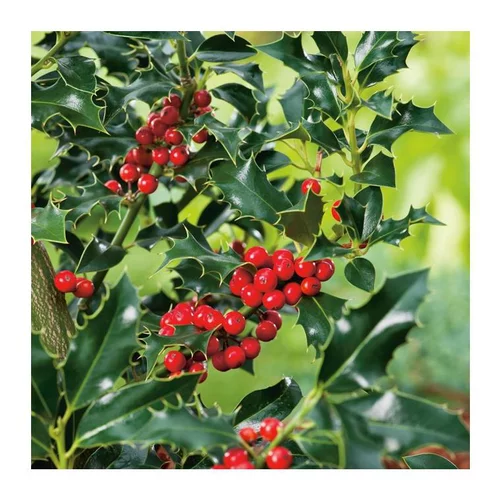 Houx Crenata Dark Green - pot 2 L