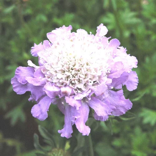 ScaBiosa - Le pot de 4 litres
