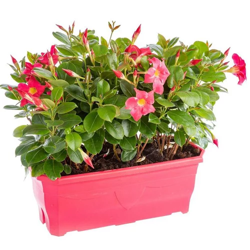 Dipladénia ou Mandevilla à fleurs multicolores - La jardinière de 40 cm