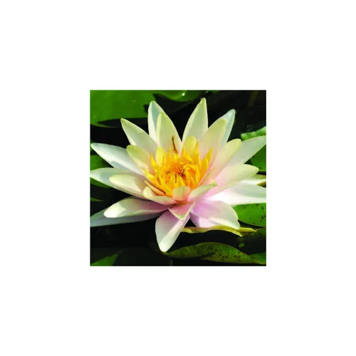 Nénuphar 'Sioux'