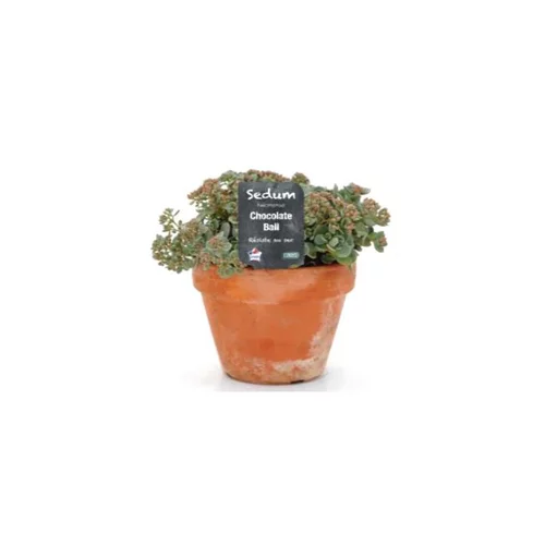 Plantes vivaces pour sols secs - Le pot de 1 litre