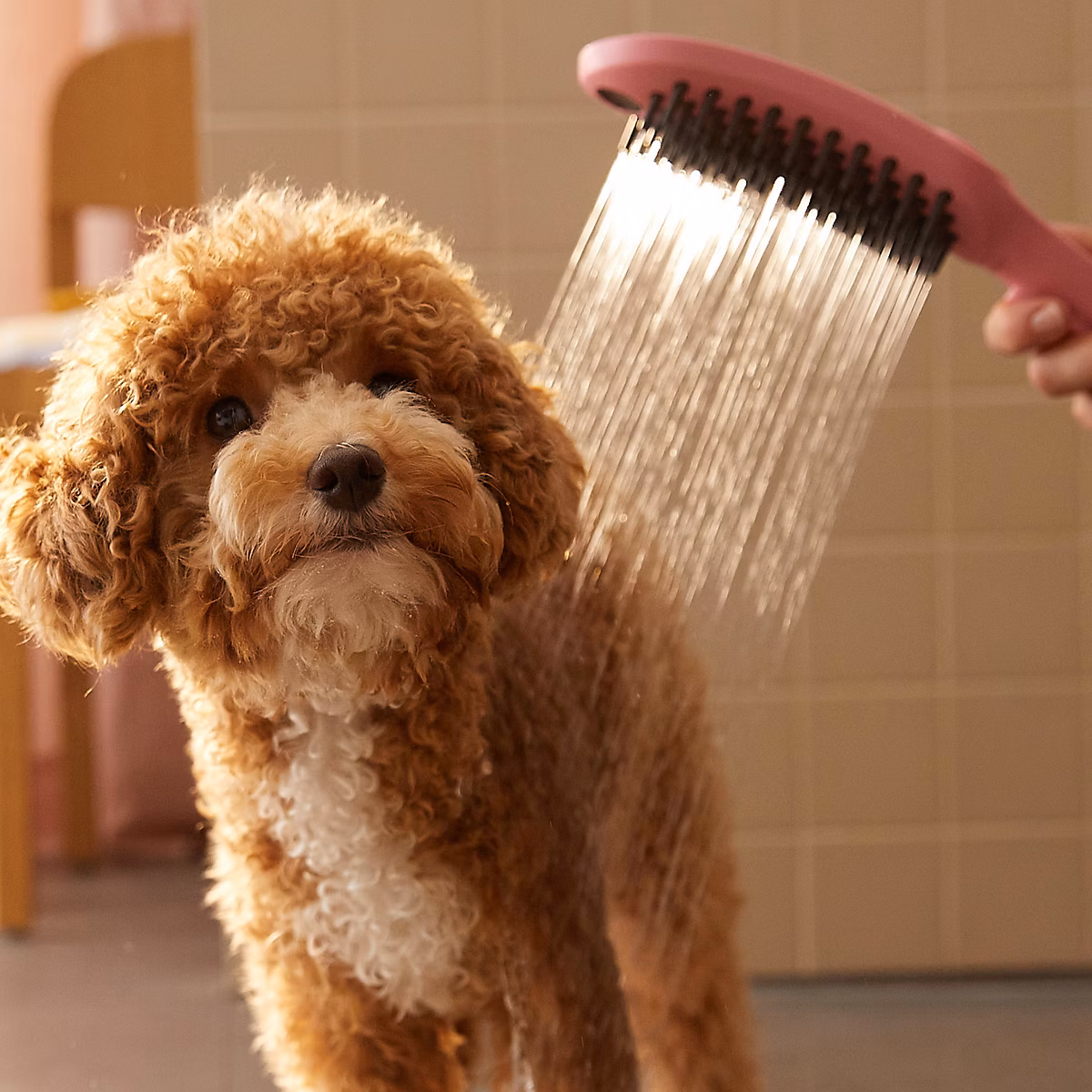 Douchette à main pour chien – 3 jets, rose, Hansgrohe Dogshower