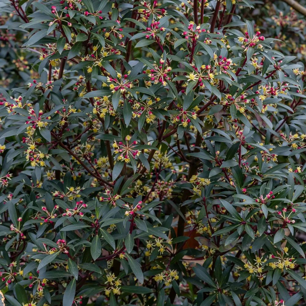 Poivre de Tasmanie Drimys lanceolata