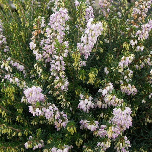 Bruyère d'hiver Jenny Porter Erica darleyensis jenny porter
