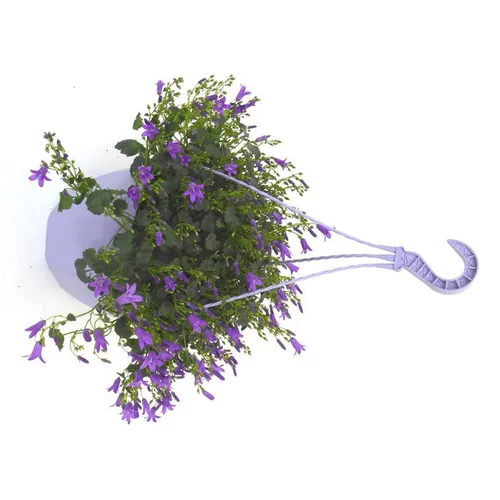 Campanule Addenda - La suspension diam 18 cm