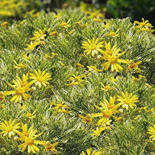 Euryops Pectinatus Sunshine Panaché - Le pot de 4 litres