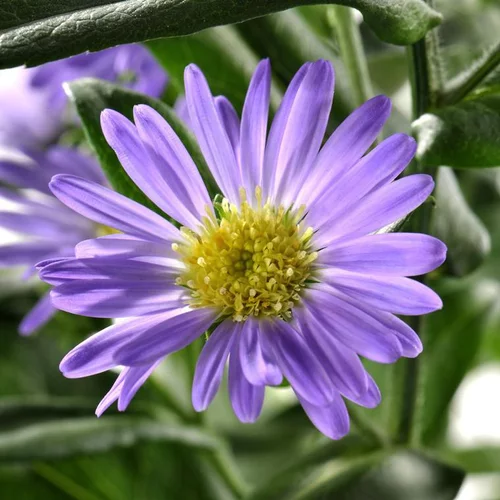Aster à fleurs multicolores en mélange - La barquette de 6 plants