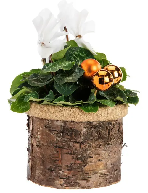 Mini cyclamen pot rond effet bouleau - Ø 12 cm