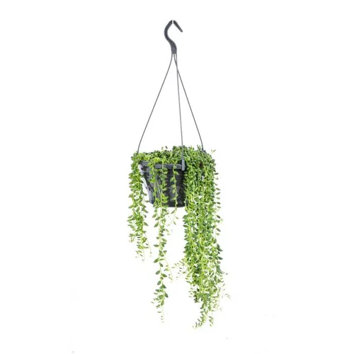 Senecio Herreanus suspension Ø12xH25 cm