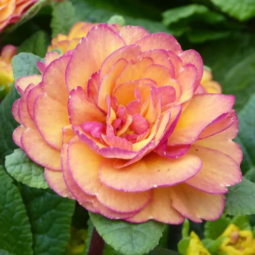 Primevère double - La barquette de 6 plants