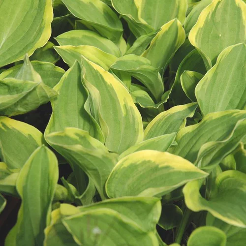 Hosta 'Wide Brim' - Le pot de 2 litres