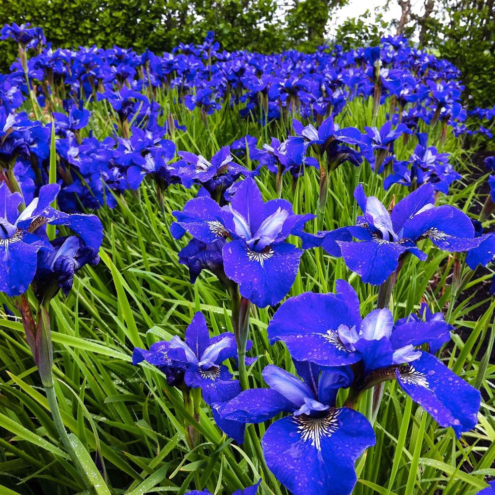 3 Iris de Sibérie Oiseau Bleu Iris sibirica blue bird