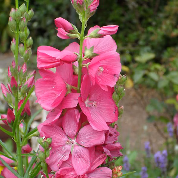 6 x Sidalcea 'Rosy Gem' – godet 9cm x 9cm