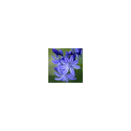 Agapanthe bleue - Le pot de 2,5 litres