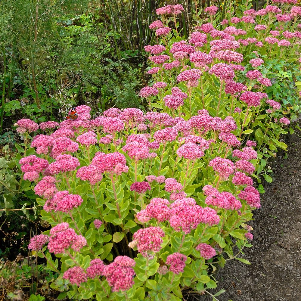 Sedum Brillant Sedum spectabile brilliant ( brilliant group )