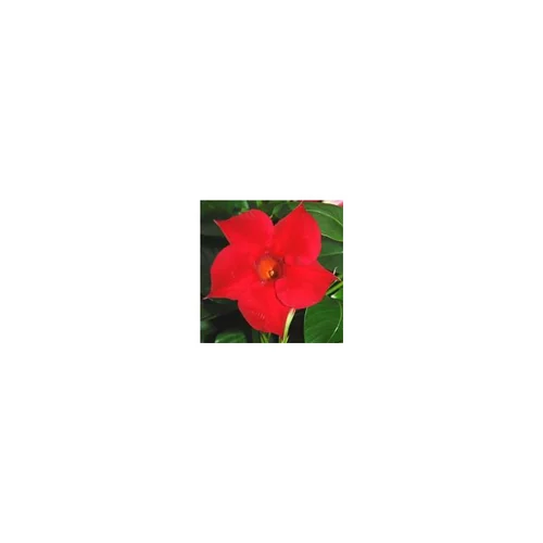 Coupe de plantes mediterranéennes - La coupe de 27 cm