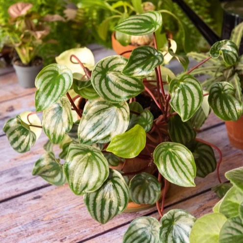 Pépéromia argenté Peperomia argyreia