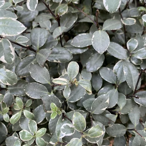 Pittosporum Tenuifolium Midget. Le pot de 5 litres, forme boule