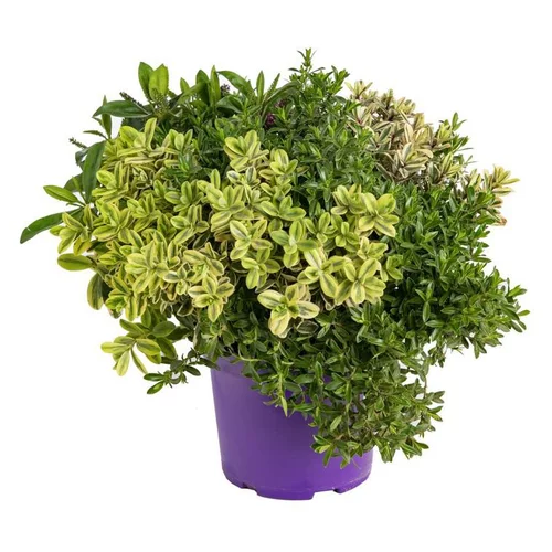 Véronique Mélange Quatro - Le pot de 1 litre