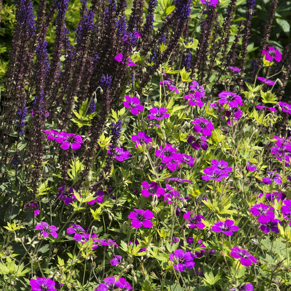 Géranium vivace Anne Thomson Geranium Anne Thomson