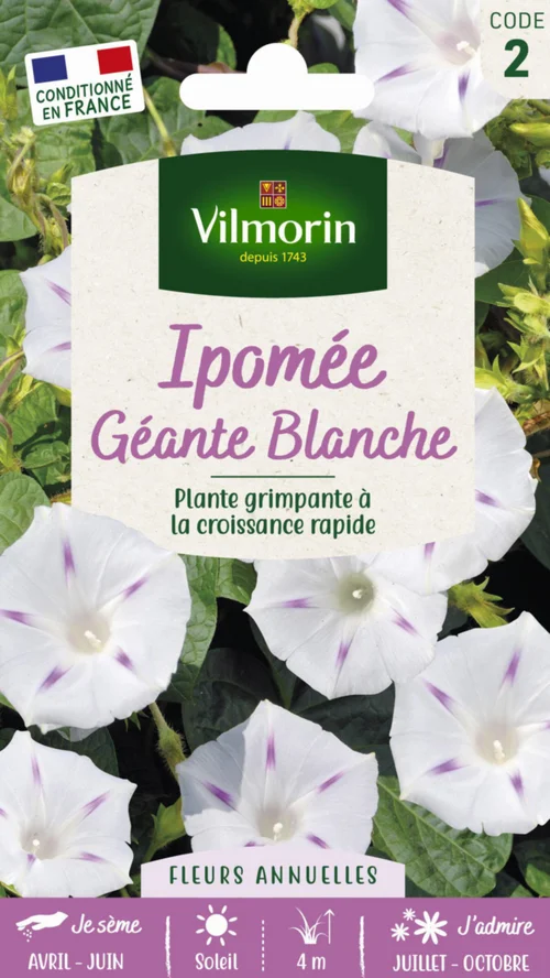 Ipomée Géante Blanche Vilmorin - graines à semer