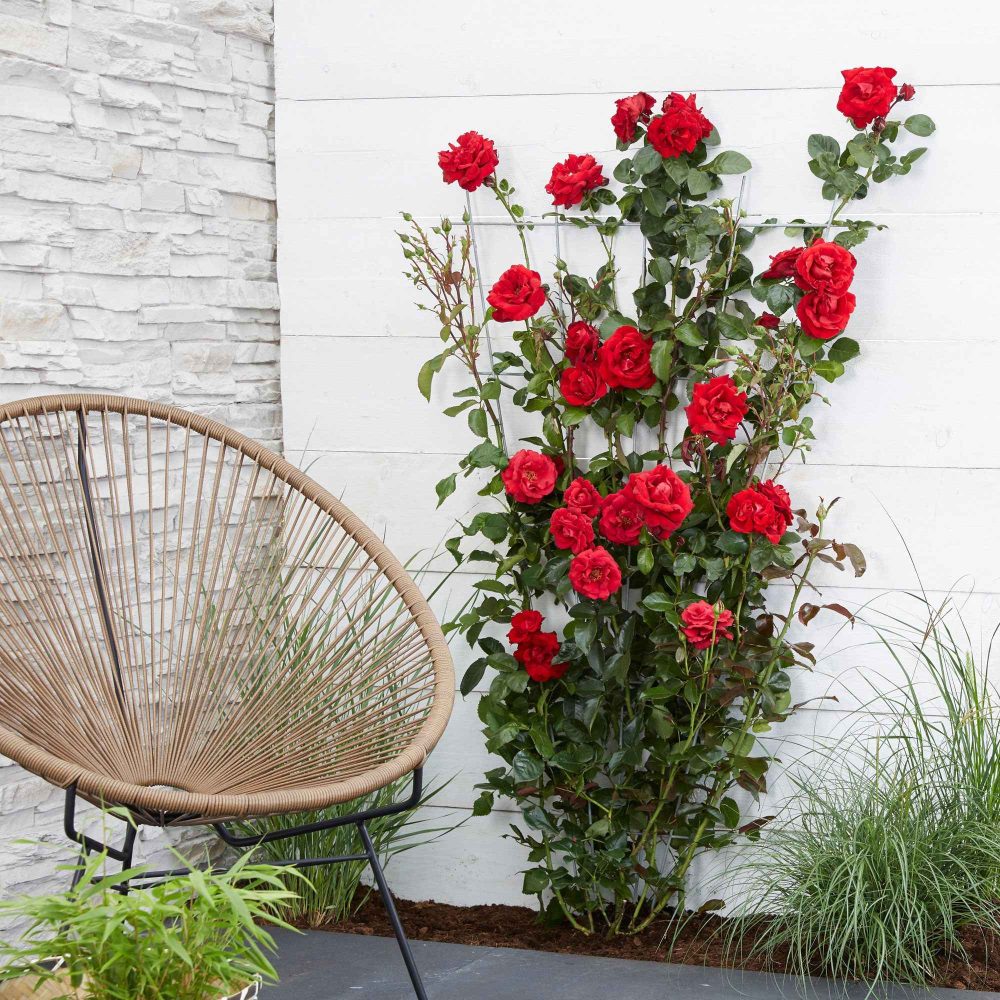 Rosier grimpant Crazy in Love rouge Rosa hybride 'crazy in love red'