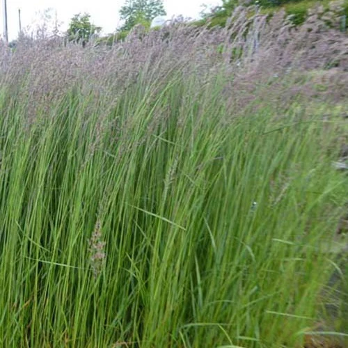 Calamagrostide érigée Karl Foester Calamagrostis acutiflora Karl Foerster
