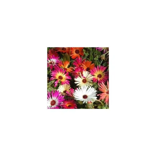 Ficoide Lampranthus - Le pot de 1 litre