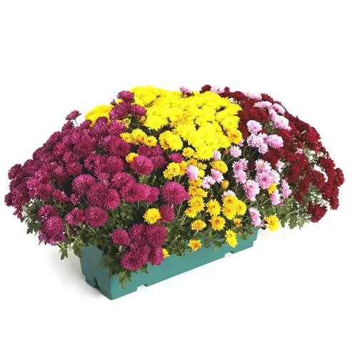 Chrysanthèmes arlequin - Le pot de 50 litres