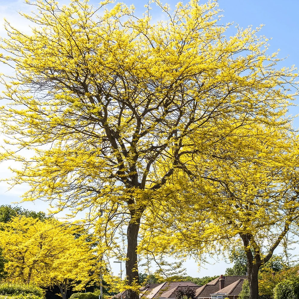 Févier d'Amérique Sunburst Gleditsia triacanthos Sunburst