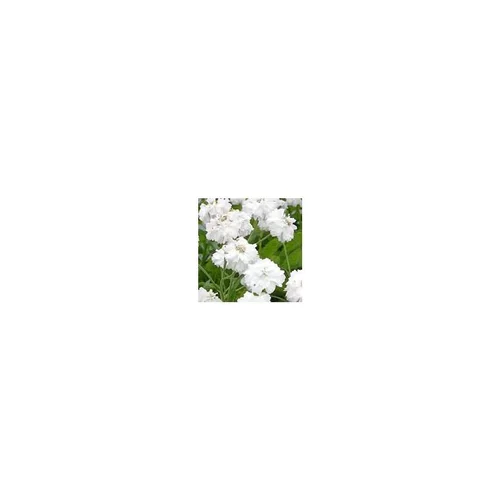 Achillea Ptarmica - Le pot de 3 litres