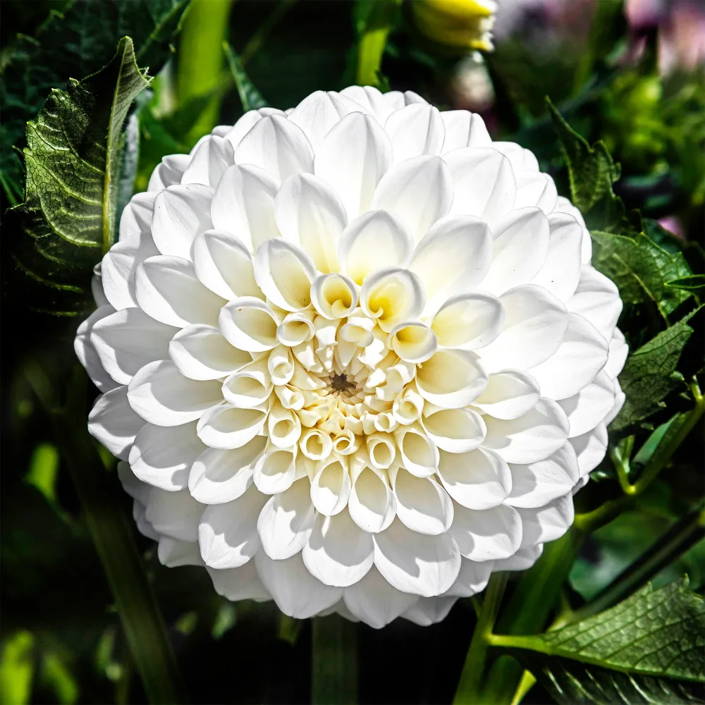 3 Dahlias Boom Boom White Dahlia Boom Boom White