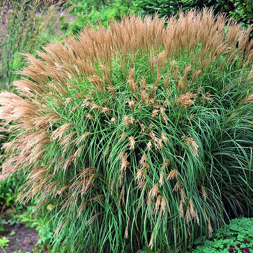 Miscanthus sinensis Yaku Jima vert botanic®. Le pot de 7,5 litres