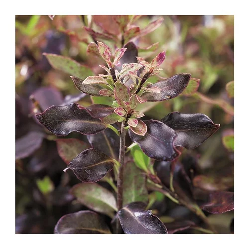 Pittosporum Tenuifolium Tom Thumb - pot 7,5 L