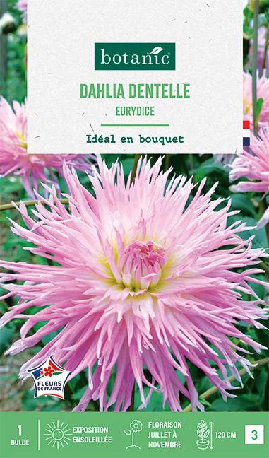 Bulbe de fleurs Dalhia dentelle Eurydice botanic® - 1 bulbe