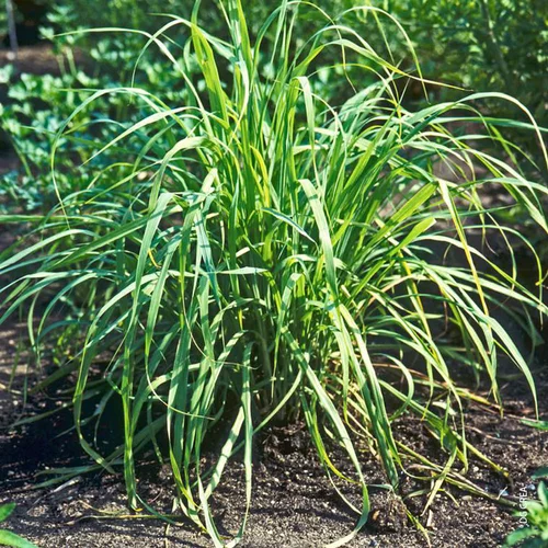 Citronnelle De Madagascar Bouture Bio. Le pot de 4,6 litres