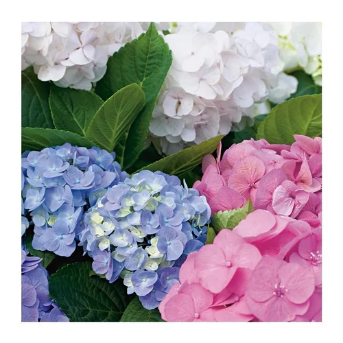 Hortensia Macrophylla - pot 5 L