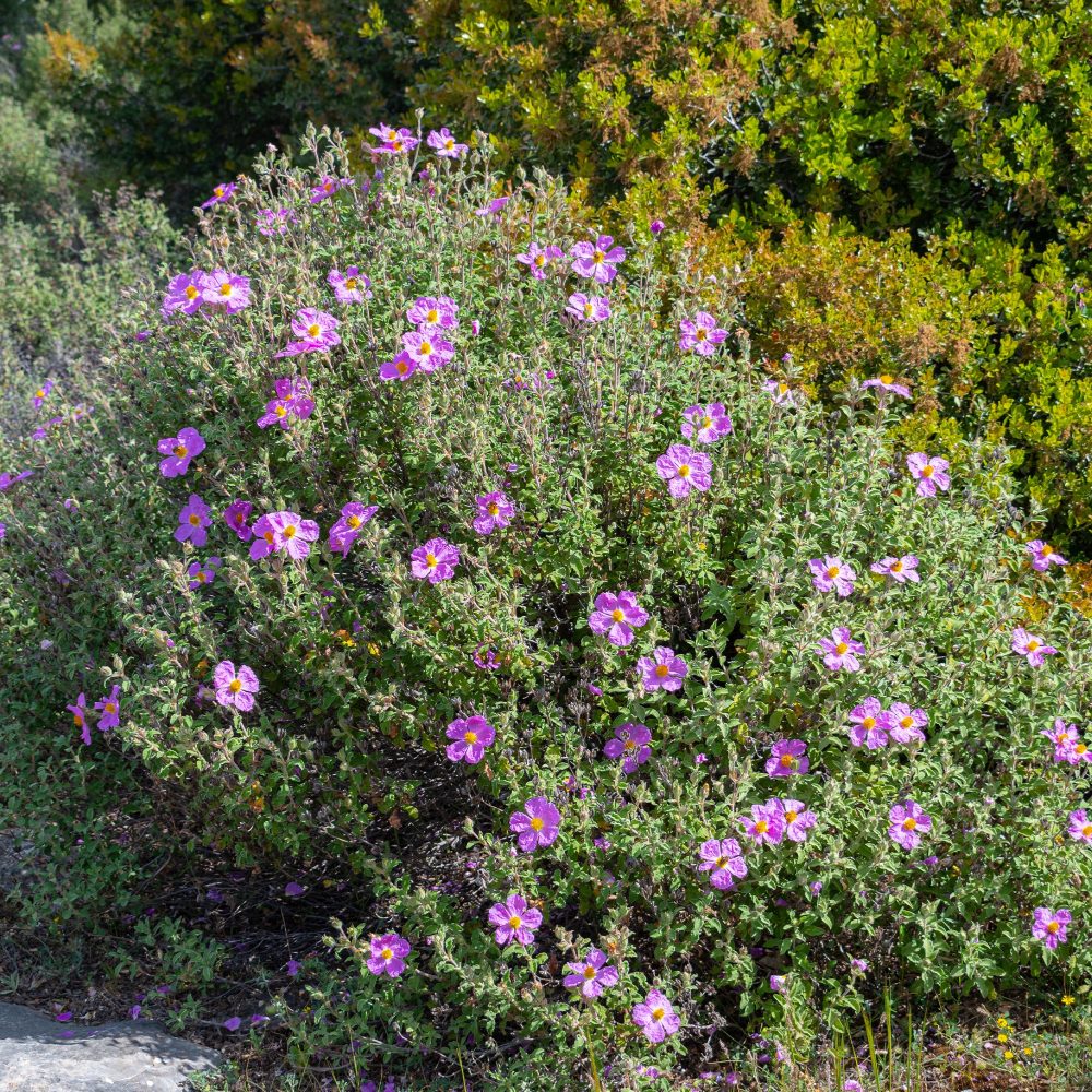 Ciste de Crète Cistus creticus