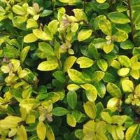 Ilex Crenata - Le pot de 1 litre