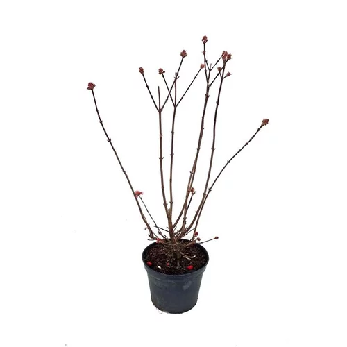 Viburnum Farreri (Viorne farreri) 40/50 en pot de 7 L vert