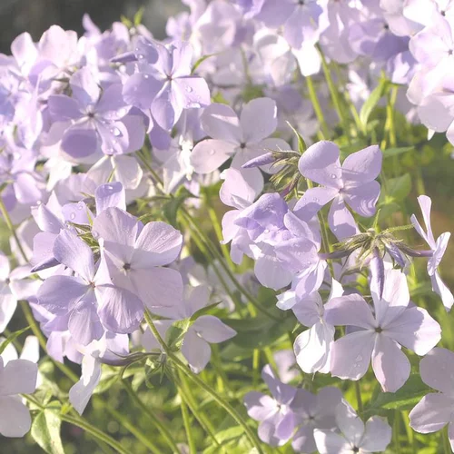 Phlox divariqué multicolore en pot de 2 L