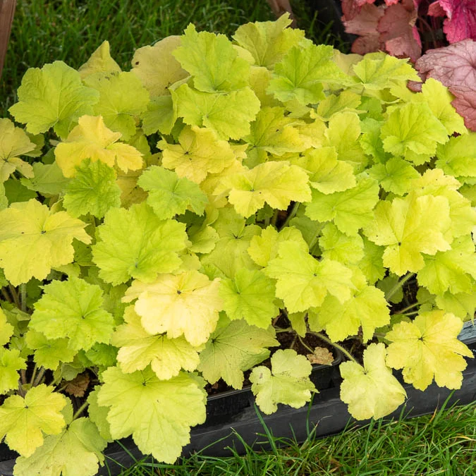 Heuchère Citronelle ® Heuchera citronelle ®