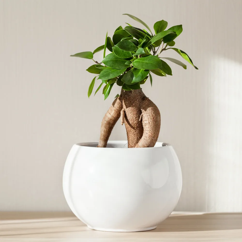 Ficus bonsaï ginseng Ficus microcarpa ginseng