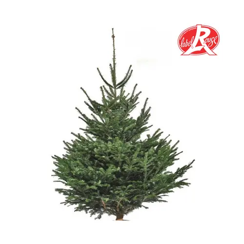 Sapin de Noël naturel coupé Label Rouge Nordmann - de 125 à 150 cm