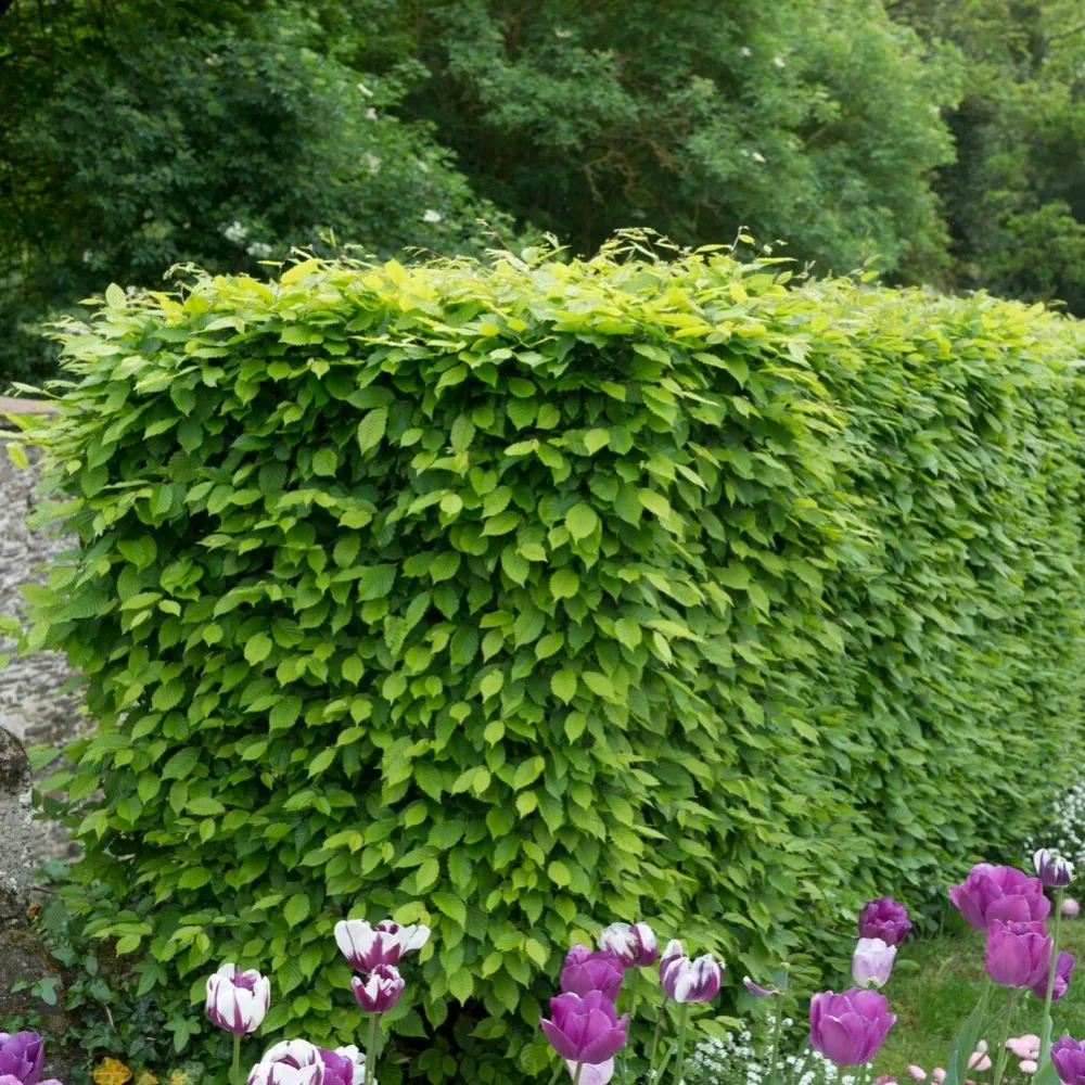 Haie de 10 Charmes Carpinus betulus